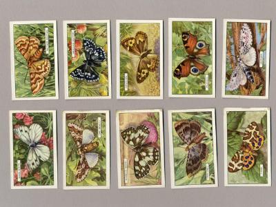 Butterflies and moths -  select me for a larger image