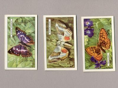 Butterflies and moths -  select me for a larger image