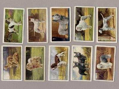 Dogs, A series -  select me for a larger image