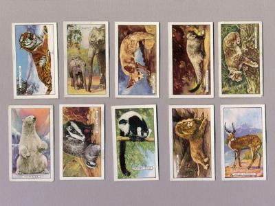 Wild Animals -  select me for a larger image