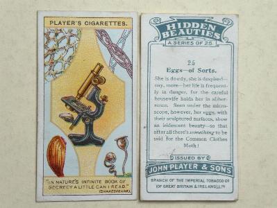 Hidden Beauties -  select me for a larger image