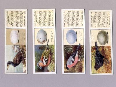 British Birds and Eggs, Typhoo -  select me for a larger image