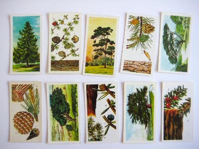 Non-tobacco cards - Trees in Britain, Brooke Bond