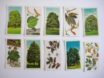 Trees in Britain, Brooke Bond -  select me for a larger image