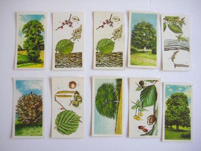 Trees in Britain, Brooke Bond -  select me for a larger image