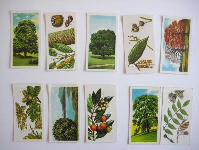 Trees in Britain, Brooke Bond -  select me for a larger image
