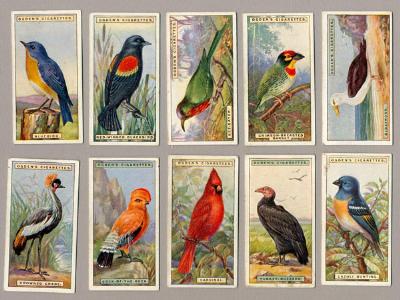 Foreign Birds by Ogdens -  select me for a larger image