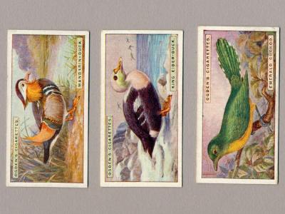 Foreign Birds by Ogdens -  select me for a larger image