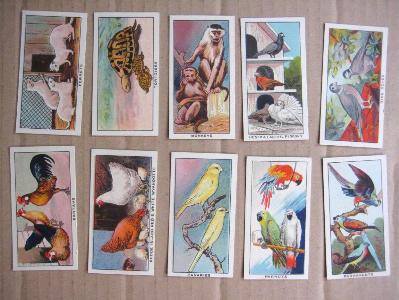 Cavanders Little Friends -  select me for a larger image