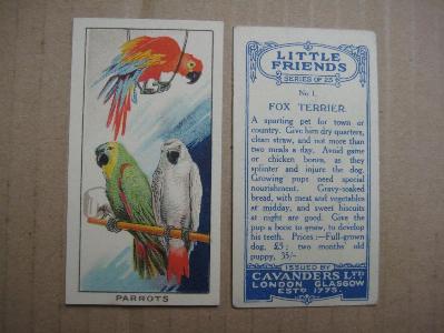 Cavanders Little Friends -  select me for a larger image