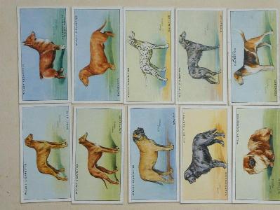 Dogs, A series -  select me for a larger image