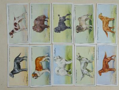 Dogs, A series -  select me for a larger image