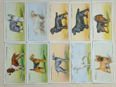 Dogs, A series -  select me for a larger image