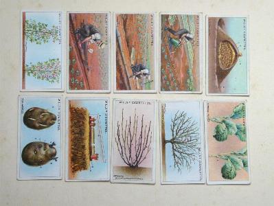 W D & H O Wills - Gardening hints