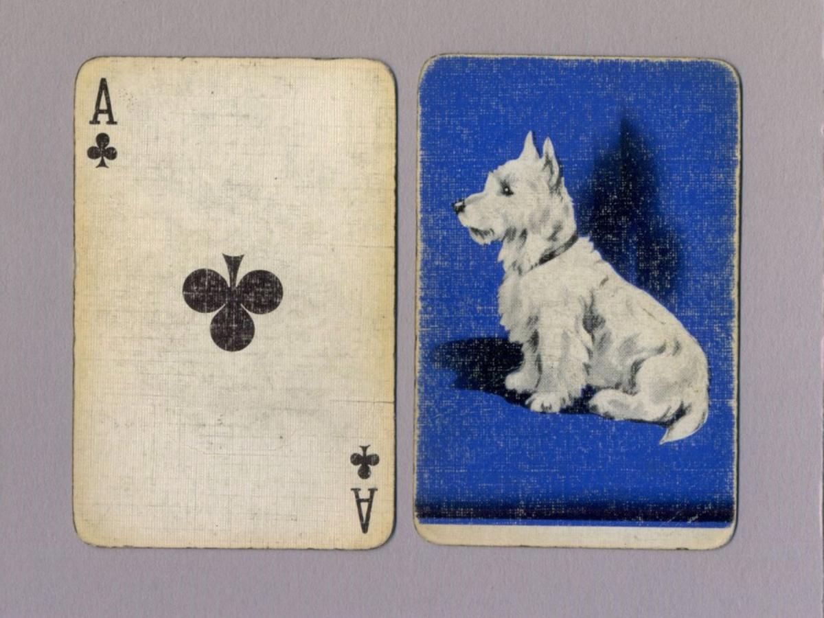 West Highland White cards -  select me for a larger image