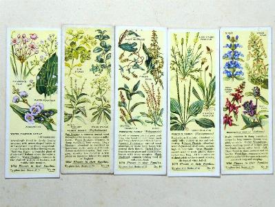 Wild Flowers in their Families, 2nd -  select me for a larger image