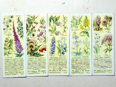 Wild Flowers in their Families, 2nd -  select me for a larger image