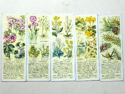Wild Flowers in their Families, 2nd -  select me for a larger image